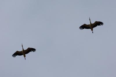 oiseaux1781453298