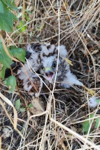 Falco tinnunculus