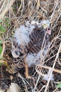 Falco tinnunculus