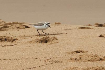 Charadrius alexandrinus