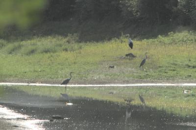 Ciconia ciconia