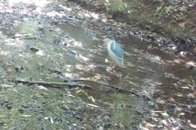 Nycticorax nycticorax