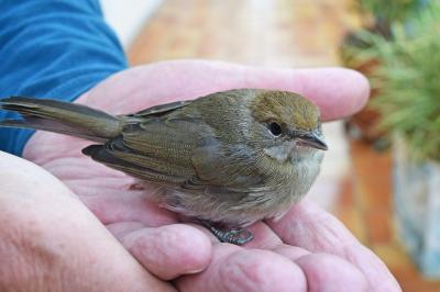 Sylvia atricapilla