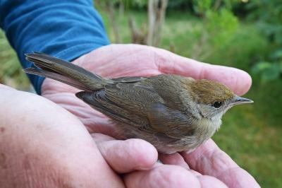 Sylvia atricapilla