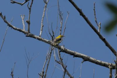 Oriolus oriolus