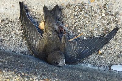 oiseaux1783273494