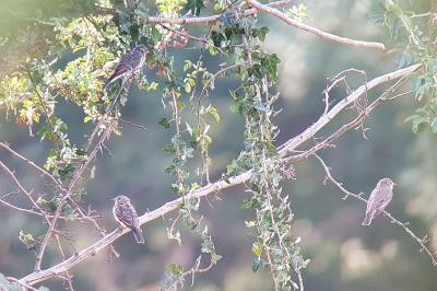 oiseaux1784971478