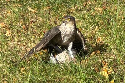 Accipiter nisus