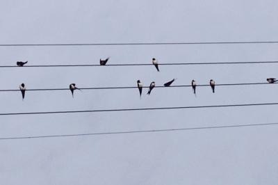 oiseaux1787865115