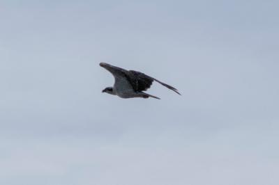 Pandion haliaetus
