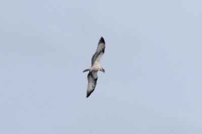 oiseaux1788301415