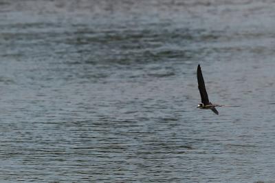 oiseaux1788359032