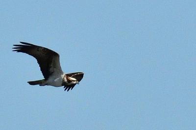 oiseaux1788623638