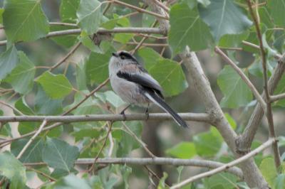 Aegithalos caudatus