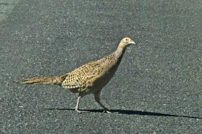 oiseaux1790231595