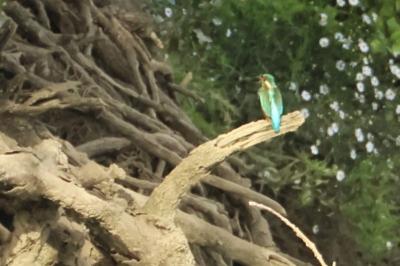 oiseaux1790517128