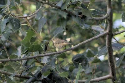 oiseaux1790979295