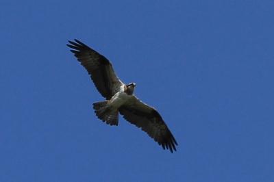 oiseaux1791364903