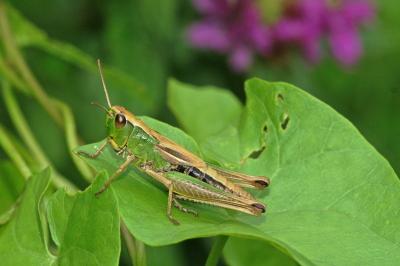 Pseudochorthippus parallelus