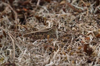 Calliptamus italicus