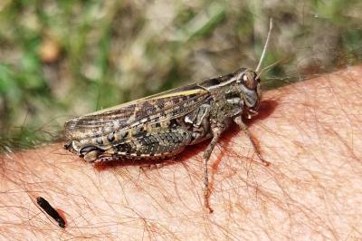 Calliptamus italicus