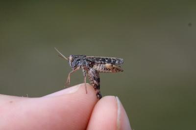 Calliptamus barbarus