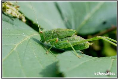 Phaneroptera