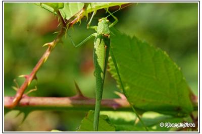 Phaneroptera nana