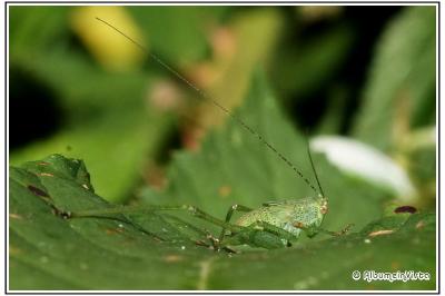 Leptophyes punctatissima