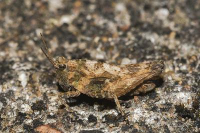 Tetrix undulata