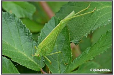 Phaneroptera nana