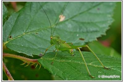 Leptophyes punctatissima