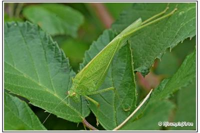 Phaneroptera nana