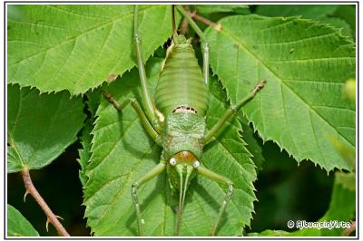 Uromenus rugosicollis