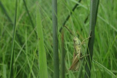 Chorthippus albomarginatus