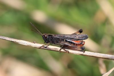 Omocestus rufipes