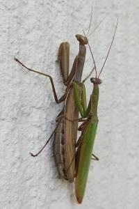 Mantis religiosa