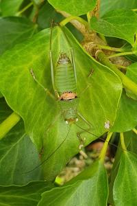 Uromenus rugosicollis