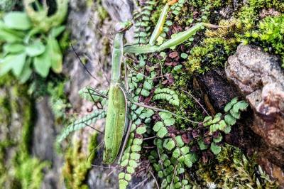 Mantis religiosa