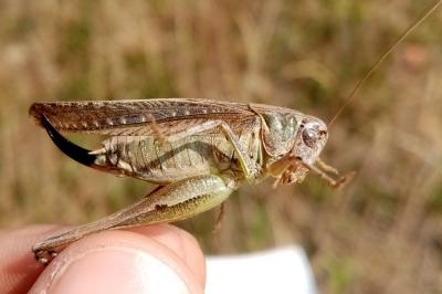 Platycleis albopunctata albopunctata