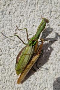 Mantis religiosa
