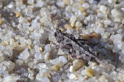 Paratettix meridionalis