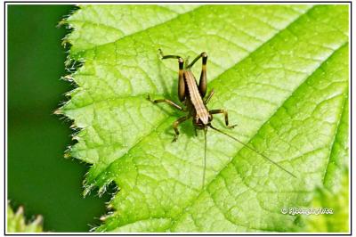 Pholidoptera griseoaptera