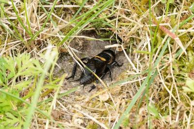 Gryllus campestris