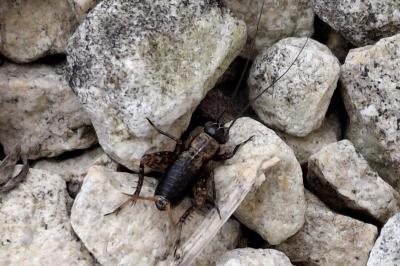 Nemobius sylvestris sylvestris