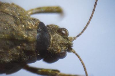 Tetrix bolivari