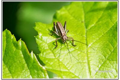 Pholidoptera griseoaptera