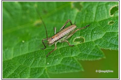 Pholidoptera griseoaptera