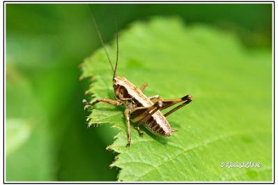 Pholidoptera griseoaptera