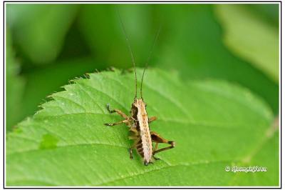 Pholidoptera griseoaptera